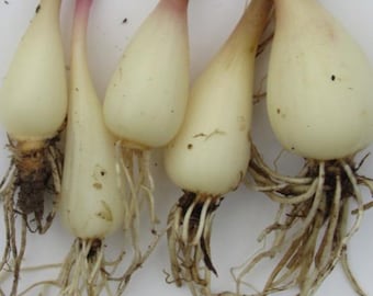Ramp bulbs