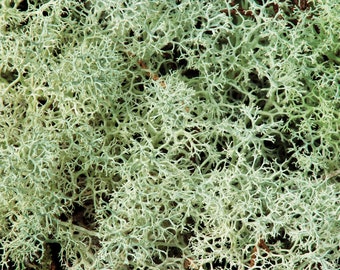 Reindeer Moss