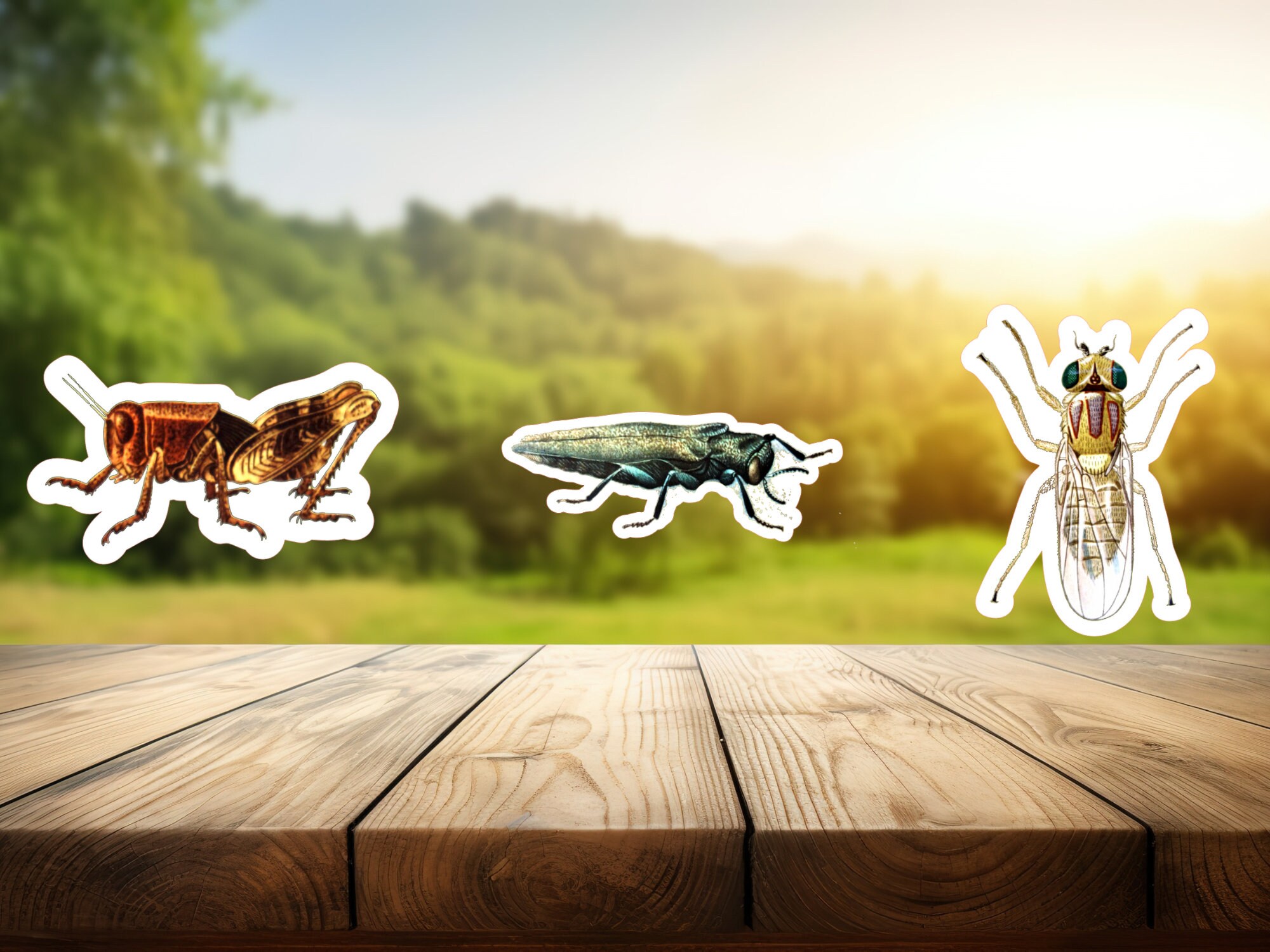 9 Vinyl Bug Sticker Set - Etsy
