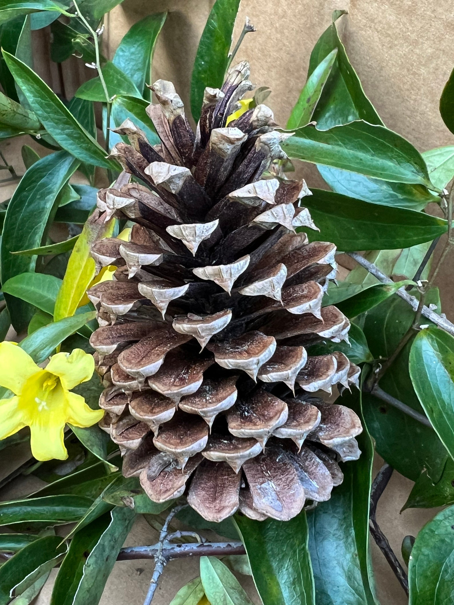 Longleaf Pine Cones, Hand Selected, 2-4