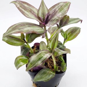 Tradescantia Zebrina Flame Dancer Plant | Magenta Green Wandering Dude Starter (2 Inch Pot)