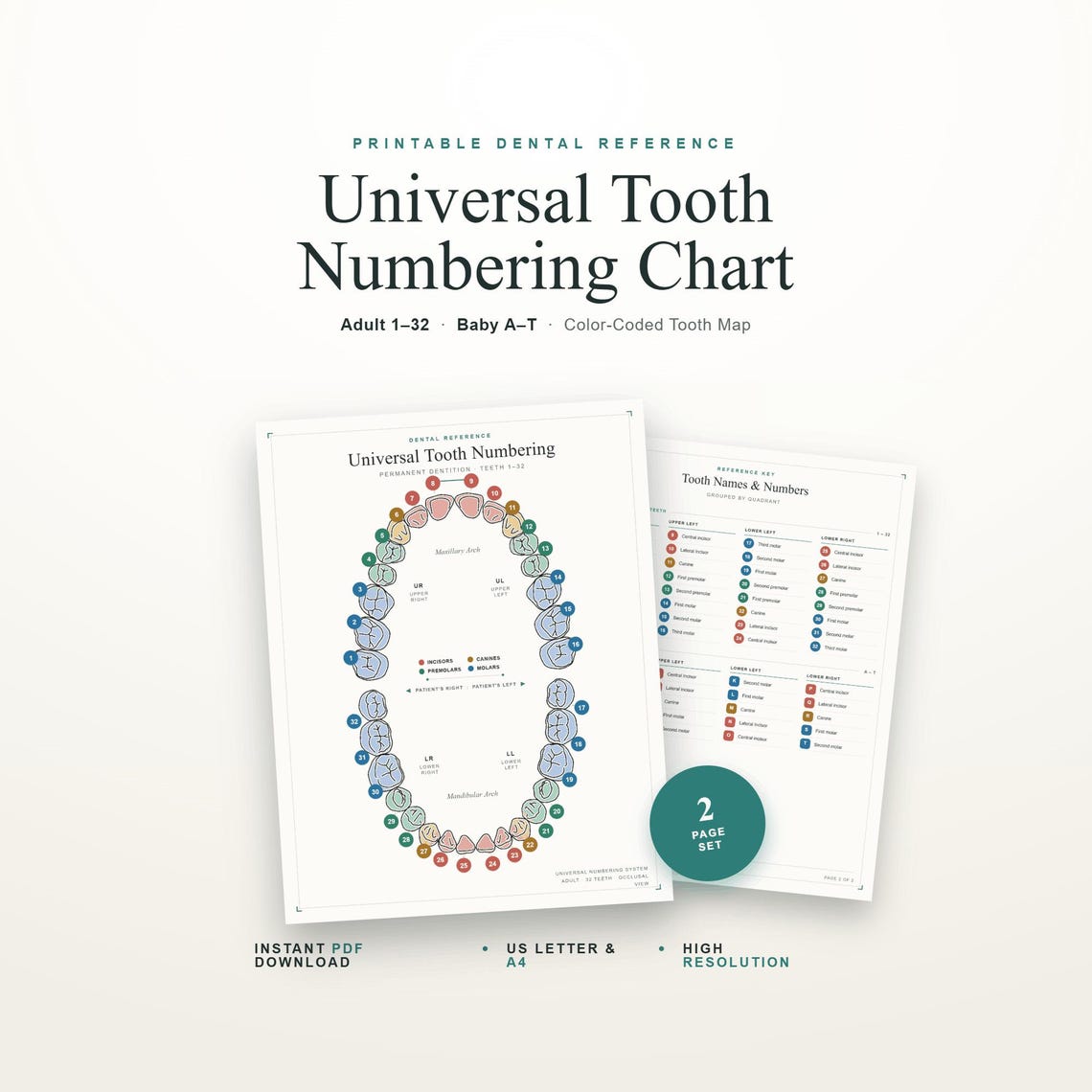 Tooth Chart Adult Names Universal Tooth Numbering Chart – Adult & Baby Teeth Dental Reference ...