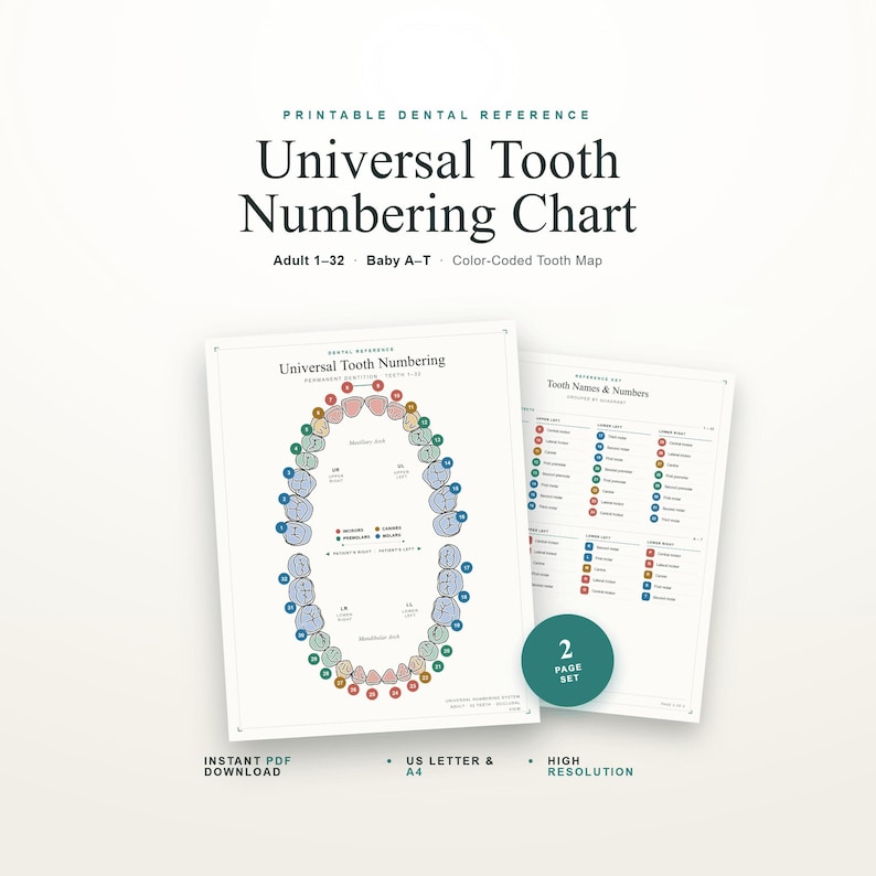 Tooth Reference Image Universal Tooth Numbering Chart – Adult & Baby Teeth Dental Reference ...