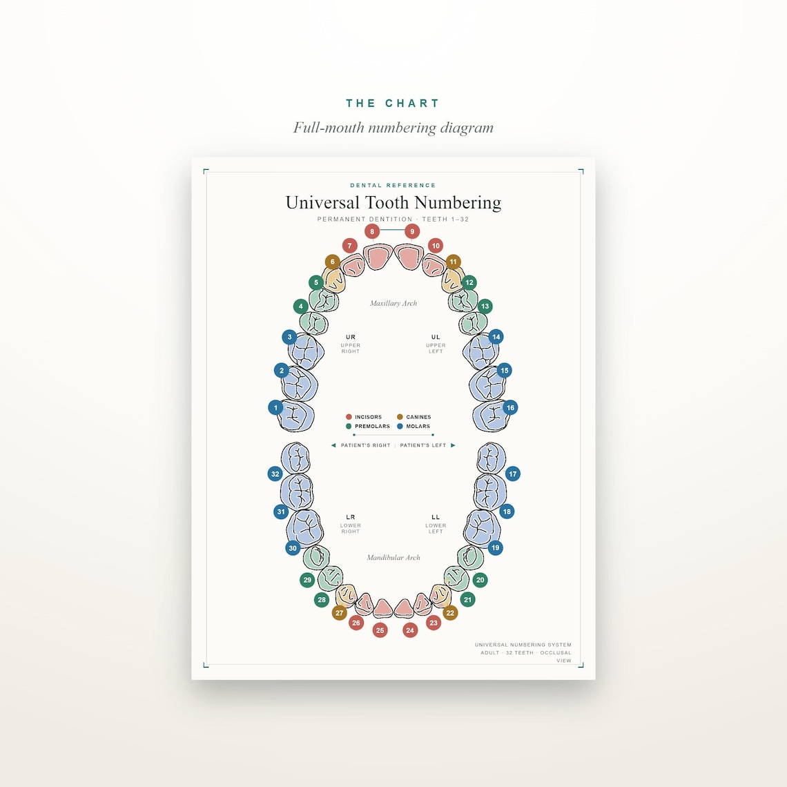 Tooth Chart Adult Names Universal Tooth Numbering Chart – Adult & Baby Teeth Dental Reference ...