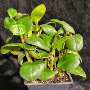 Baby Rubber Plant in 6" Self Draining pot