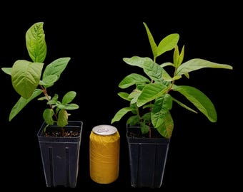 Edible Trees  and Plants: 10 Diverse Fruit-Bearing Varieties for Your Food Forest