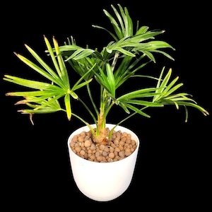 Windmill Palm Tree – 4 Years Old - Grown in an 8&quot; Self-Watering Planter - Live Houseplant - House Plant Collection - Free Shipping
