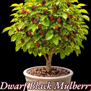 May include: A Dwarf Black Mulberry Tree in a light-colored pot with dark soil. The plant features bright green leaves and numerous small, ripening berries in shades of red, purple, and black. The text 'Dwarf Black Mulberry Tree' is visible.