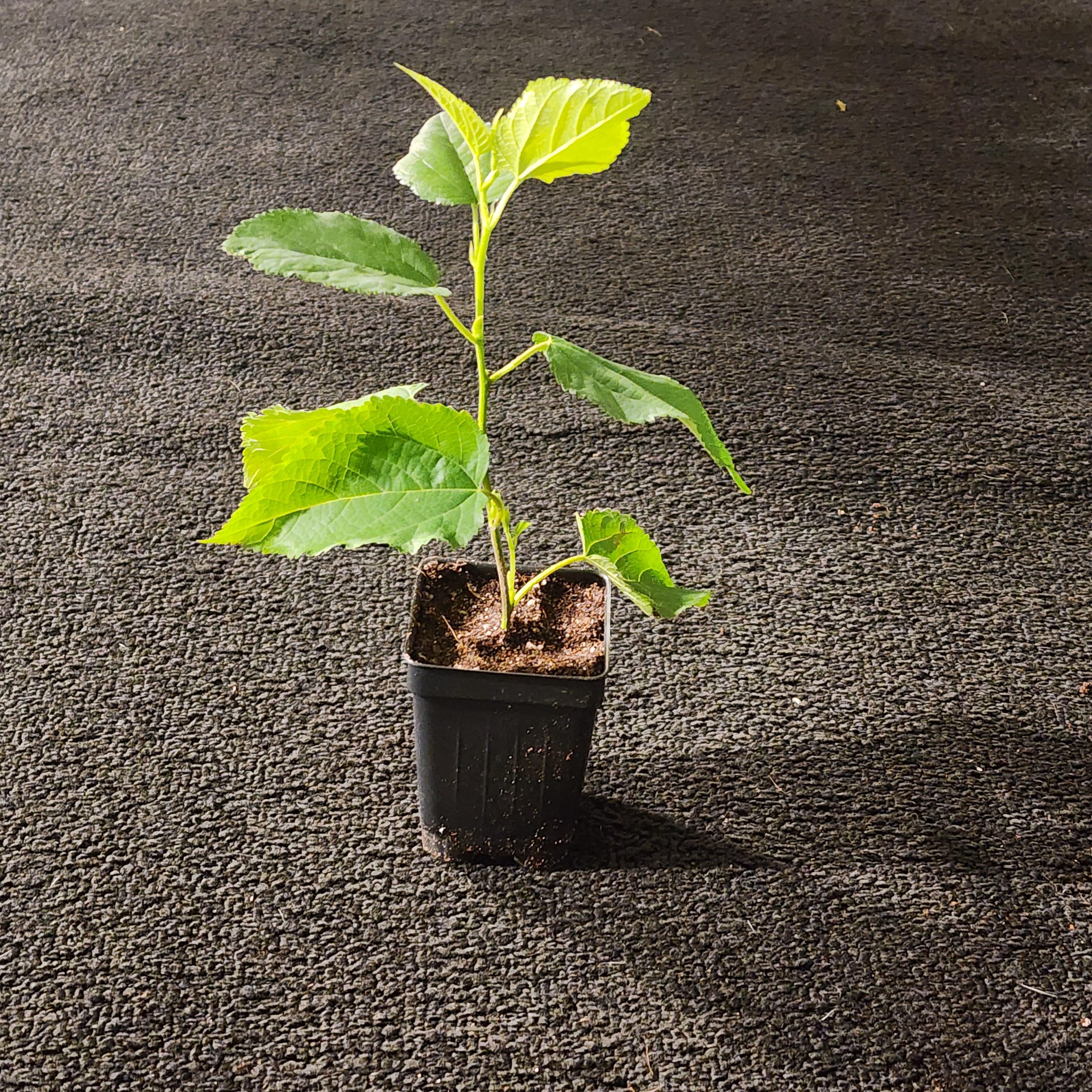 Organic Red Mulberry Tree (10-16" Tall, Well Rooted) Hardy, Fast Growing Fruit Tree