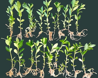 Spearmint Live Plant Bare Root | 20 Rooted Plants | Fresh Harvested | Container Herb | Mentha spicata | Free Shipping