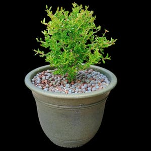 Dwarf Pomegranate Tree: Edible Miniature Fruit, Fiery Blooms