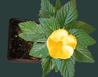 Damiana Plant Clone | Turnera diffusa Aromatic Herb Shrub, Ready to Flower