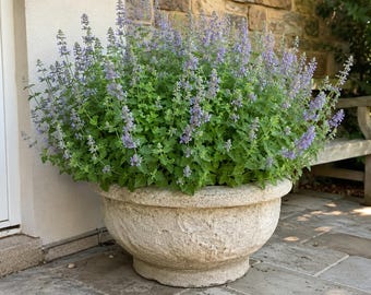 Live Catnip Plant Cluster | Organically Grown, 8-13 Plants | Air Pruning Pot
