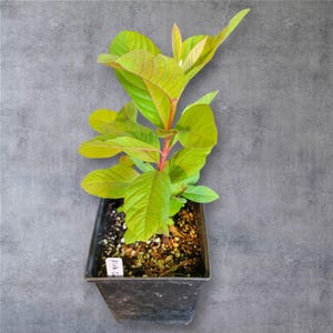 Fruit Trees - Pink Guava - Tropical Delight with Sweet, Juicy Fruit