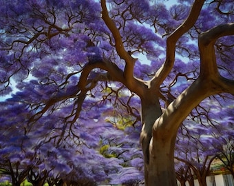 Live Plants - With Soil - Blue Jacaranda Tree - A Sky of Purple in Your Garden