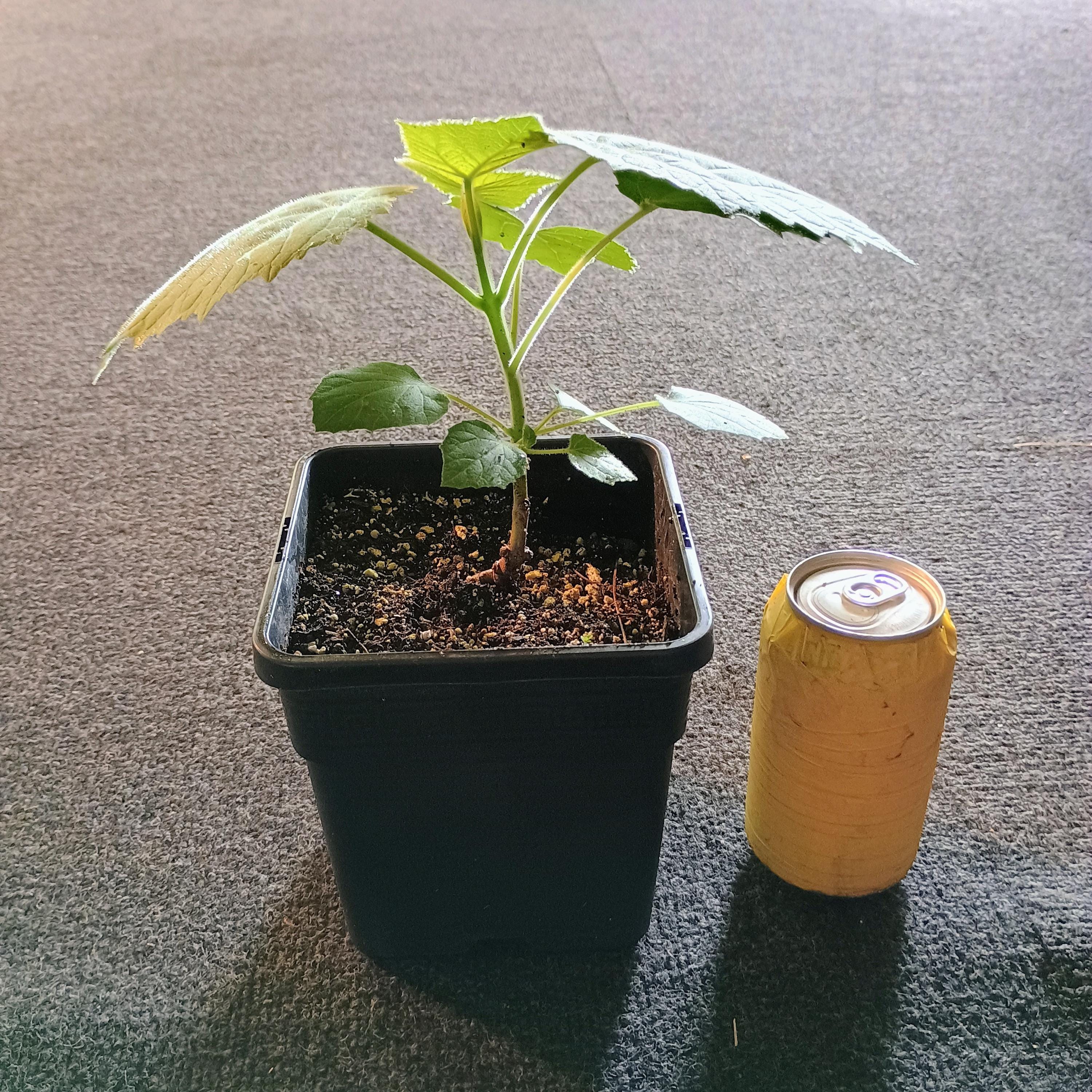 Ornamental Trees - Paulownia Shan Tong: Hybrid Powerhouse for Fast Growth and Resilience