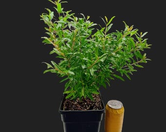 Edible Trees  and Plants: 10 Diverse Fruit-Bearing Varieties for Your Food Forest