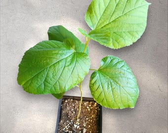 Fruit Trees - White Mulberry (Morus alba): Sweet, Fast-Growing Fruit Tree for Wildlife and You