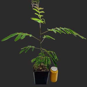 Ornamental and Shade Tree Collection: 10 Beautiful Trees and Shrubs for Color, Fragrance and Canopy