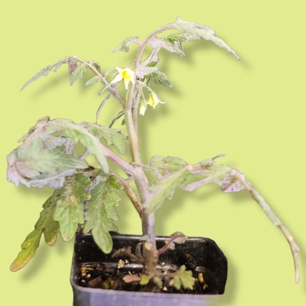 Live Plants - Tomato Collection - Sweet N Neat Tomato: Compact Tomato Wonder