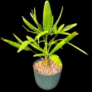 Windmill Palm Tree – 4 Years Old - Grown in an 8&quot; Self-Watering Planter - Live Houseplant - House Plant Collection - Free Shipping