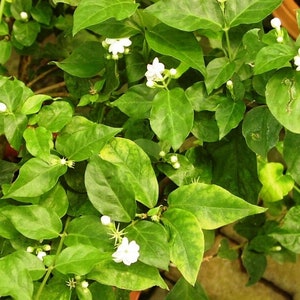 Live Plant - Arabian Jasmine: A Fragrant Gem