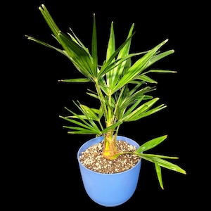 Windmill Palm Tree – 4 Years Old - Grown in an 8&quot; Self-Watering Planter - Live Houseplant - House Plant Collection - Free Shipping