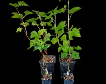 Jostaberry Live Plant: Blackcurrant & Gooseberry Hybrid