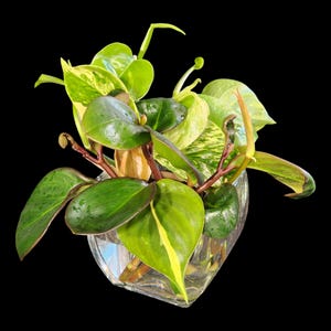 Houseplant Cuttings - House Plant Collection