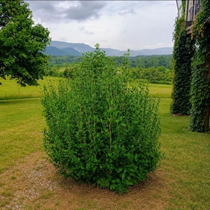 Rose of Sharon, Hibiscus Syriacus, Seed Grown, White Blue Lavender, Bare Root Shrub