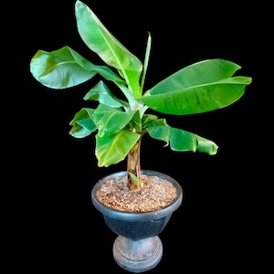 Fruit Trees (3 Pack) - Dwarf Cavendish Banana: Sweet Tropical Fruit from a Space-Saving Powerhouse