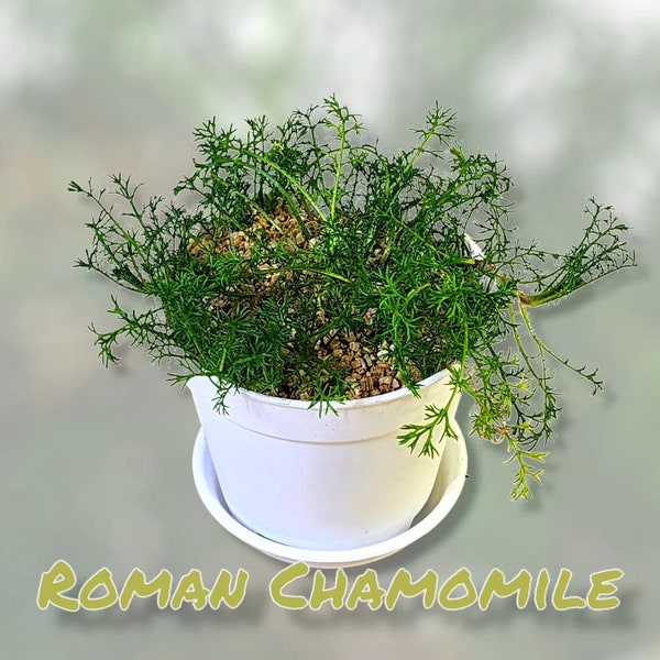 Roman Chamomile: Serene Beauty for Your Garden Retreat