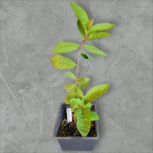 Fruit Trees - White Guava: Fragrant, Tropical Fruit with Crisp, Sweet Flavor