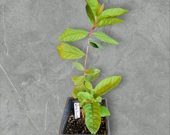 Fruit Trees - White Guava: Fragrant, Tropical Fruit with Crisp, Sweet Flavor