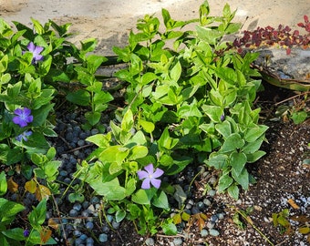 Live Plant - Greater Periwinkle: Hardy Robust Groundcover