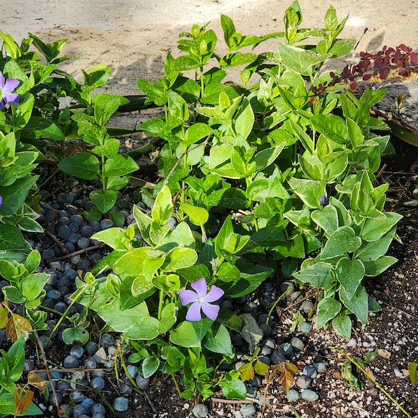 Live Plant - Greater Periwinkle: Hardy Robust Groundcover