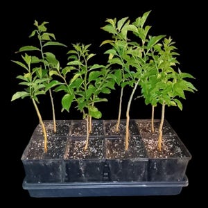 Osage Orange: Hardy Tree with Unique, Distinctive Fruit - Live Organic Plants - Ornamental Tree Collection