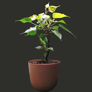May include: A small potted plant with green and yellow leaves. The plant is in a brown plastic pot. The background is a dark gray color. The plant has a brown stem and roots visible at the base.