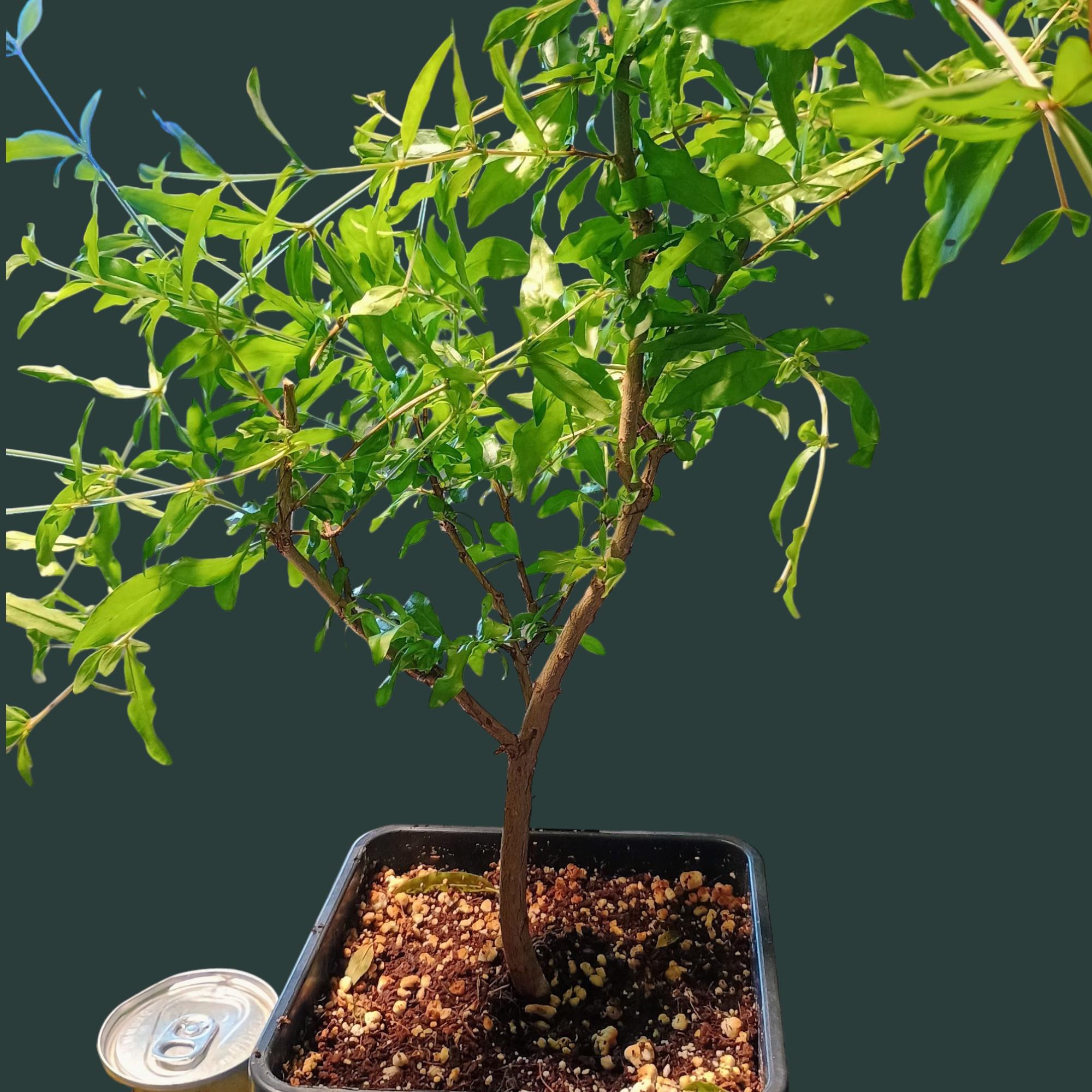 Dwarf Pomegranate Fruiting Tree – 1.5 Year Old Edible Ornamental Bonsai ...