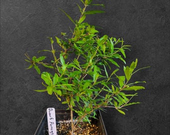 Fruit Bush - Dwarf Pomegranate (Punica granatum &#39;Nana&#39;): Compact Fruit and Fiery Blooms in One Stunning Bush