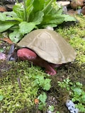 Turtle-style Slug Trap. Ornamental protection for the garden! Great gift for the gardener.