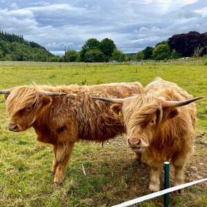 Vacas de las Tierras Altas pasando el rato / Tierras Altas de Escocia / descarga digital