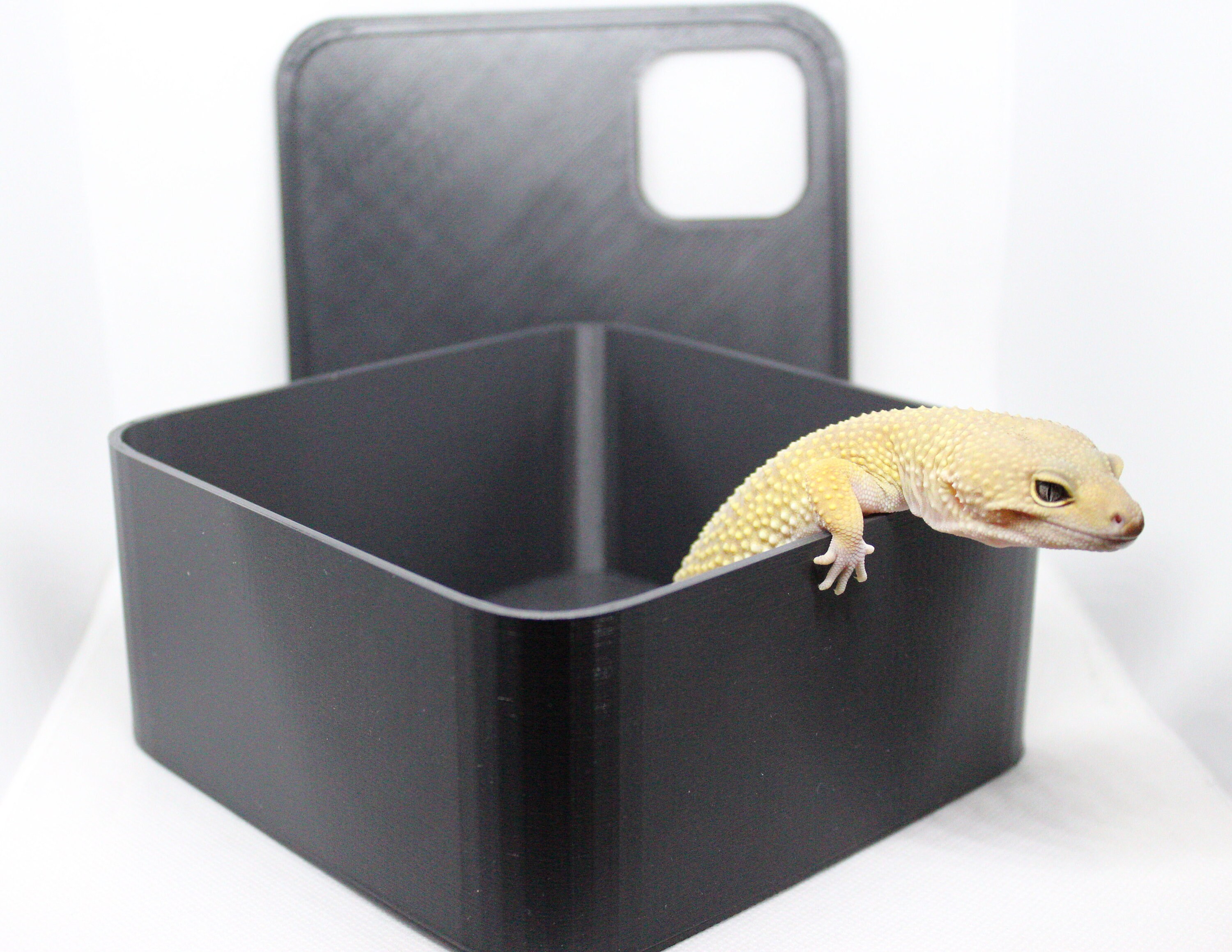 Crested Gecko Lay Box