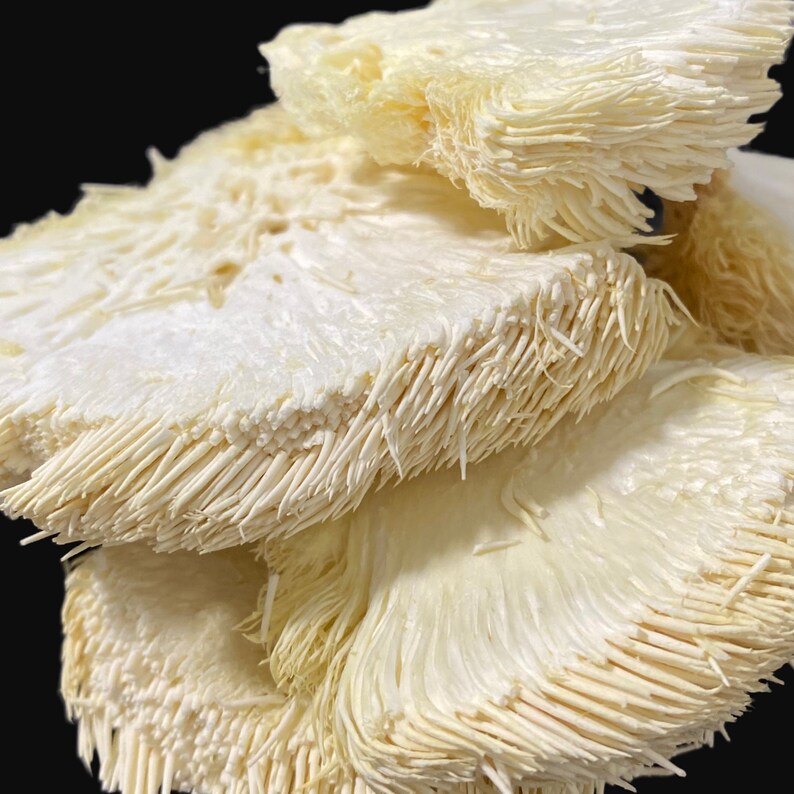 Freezedried Lion's Mane Mushrooms Etsy
