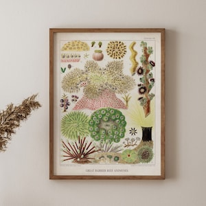 Vintage Botanical Educational Wall Art, Ocean Life Print, Tropical Decor, Nautical Decor, Vintage Poster