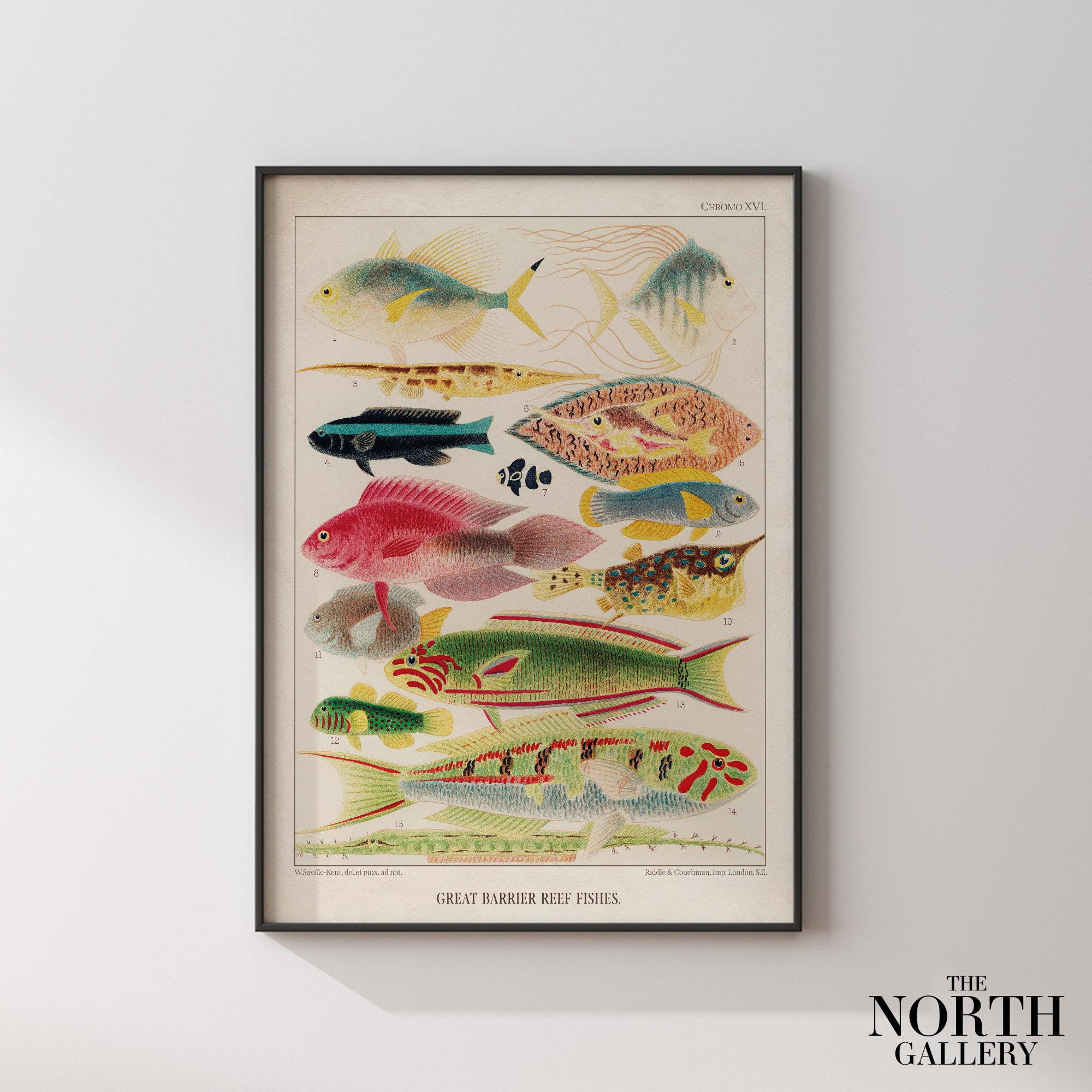 80s頃vintage Great Barrier Reef FishArt T 【公式通販】