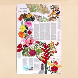 Vintage 1976 Hawaii Map/Poster: National Geographic Supplement, (149, No 4) - Botanical Art Wall Decor