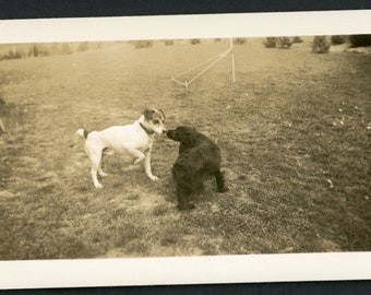 Boop! Playful Dogs About to Have Fun in the Back Yard Touch Noses Terrier Original Vintage Photo Snapshot 1930s Family Cute best Friends