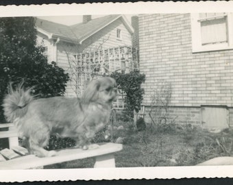 Cute Pekingese Dog Standing on Patio Garden Chair Vintage Photo Snpshot Grass Back Yard 1940s Pets Puppies Adorable