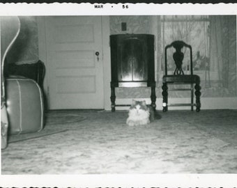 Niedliche, flauschige Tabby-Katze entspannt sich auf dem Boden des Wohnzimmers, Teppich, Innenarchitektur, Vintage-Foto, Schnappschuss, Familie, Haustiere, Kätzchen aus den 1950er Jahren